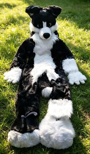 Long fur husky dog - long,