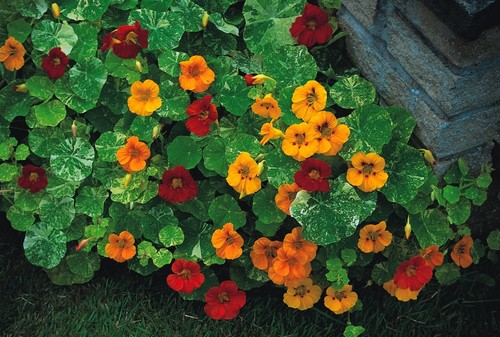 Nasturtium tom thumb - tom, alaska