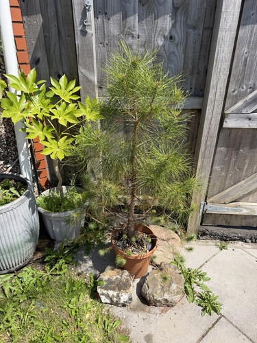 Stone pine umbrella - stone, pine/umbrella