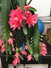 1 Rare cactus EPIPHYLLUM GERMAN EMPRESS LARGE FLOWERS ROOTED baby plant