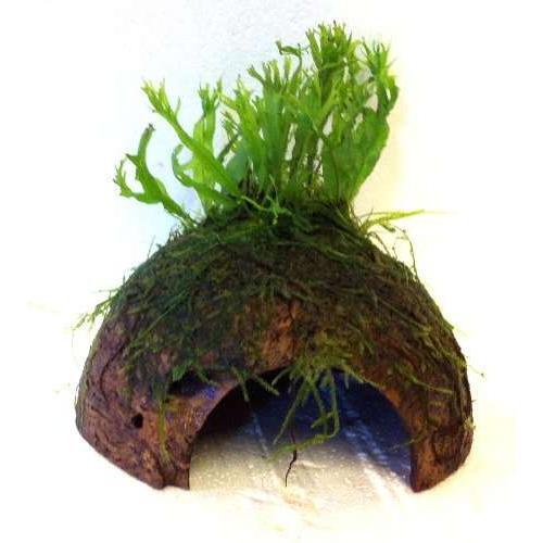 Java fern windelov moss - java,