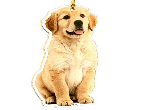 Cuddly puppy labrador - cuddly,