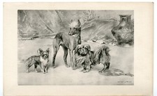 CHINESE CRESTED PAPILLON PEKINGESE ANTIQUE 1899 DOG ART PRINT  by ARTHUR WARDLE