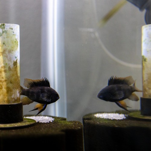 Proven breeding pair - proven, german