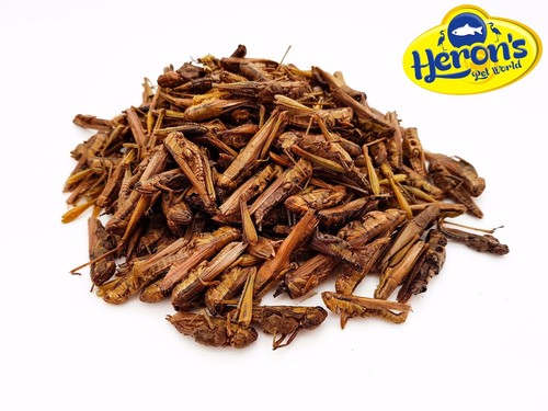 Herons natural dried - herons,