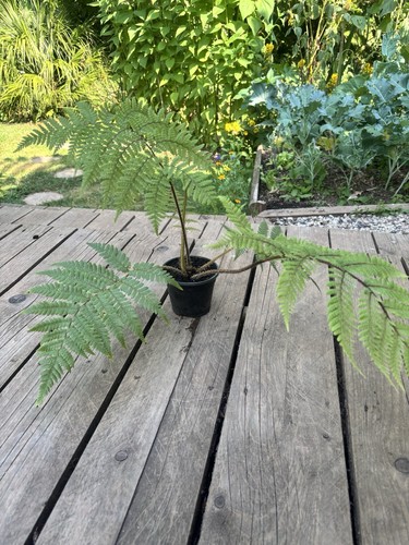 Cyathea medullaris black - medullaris, tree