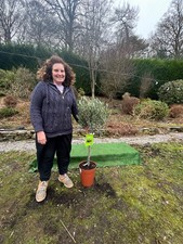 1 x Olive Tree (olea europa)