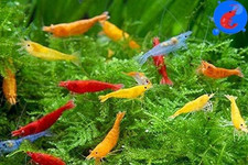 Live stock shrimp - live, up