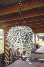 Dichondra argentea silver - dichondra,