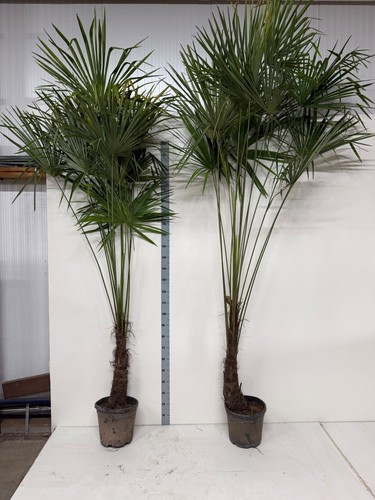 Trachycarpus fortunei fan palm - fan,
