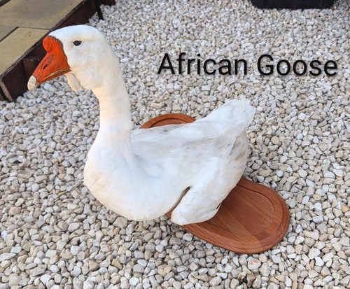 Taxidermy african goose - taxidermy,
