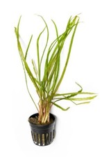 Cryptocoryne retrospiralis – Live Aquarium Plant (Tall, Hardy, Spiralled Leaves)