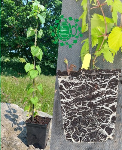 Litre pot hop plants field - pot,