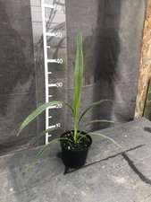 Cordyline indivisa