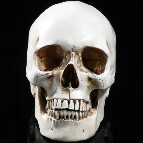 Human skull model - model, resin