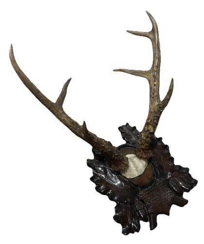 Huge siberian roe deer antlers - huge,