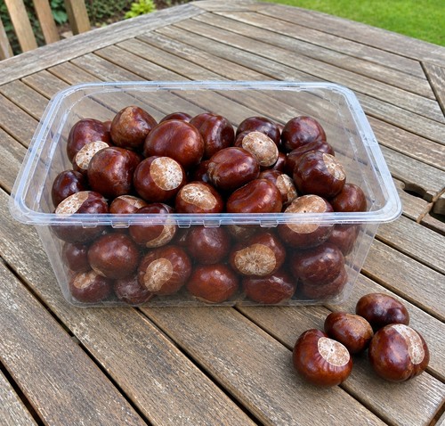 New season 1kg horsechestnut - season,