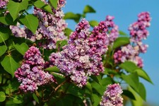 1X SYRINGA VULGARIS COMMON LILAC GARDEN PLANT SHRUB TREE By Direct Plants