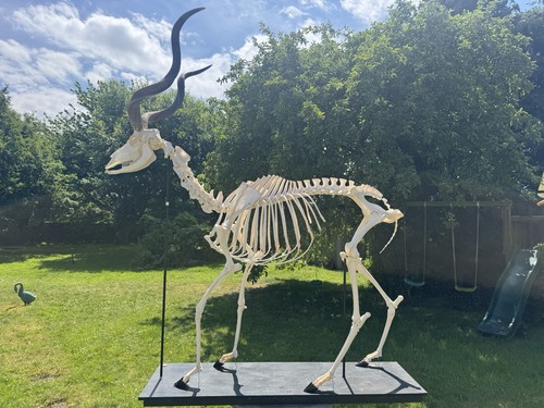 Museum real kudu skeleton - kudu,