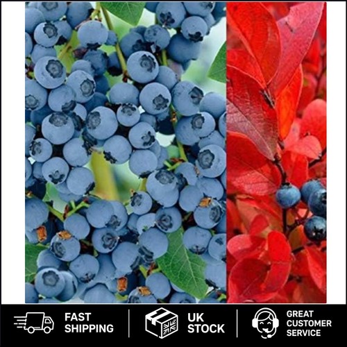 Bluecrop blueberry bush duo - blueberry,