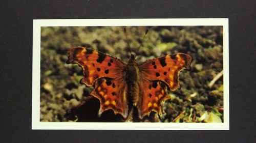 Grandee cigar card - 1,