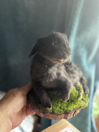 Wild baby rabbit roadkill - ,