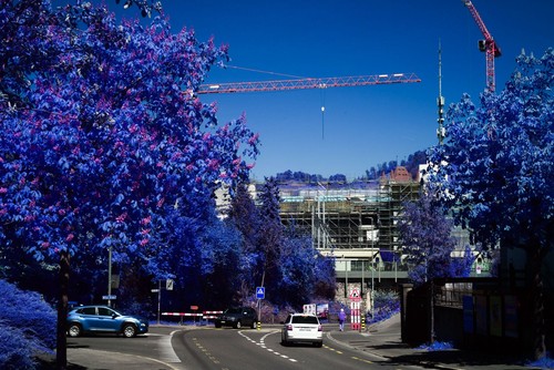 Blue trees pink - trees, infrared