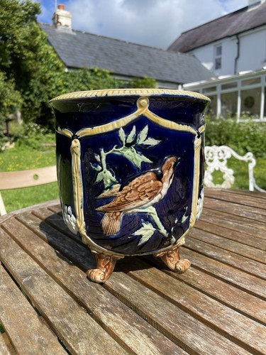 Rare thomas forester bird - thomas,