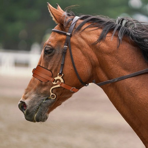 Brown padded hackamore - hackamore, english