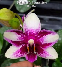 Phalaenopsis Jia Ho Summer