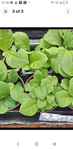 Tobacco seedlings - 5, –