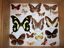World butterfly and moth collection COLLECTOR, framer, artwork, domes box 6