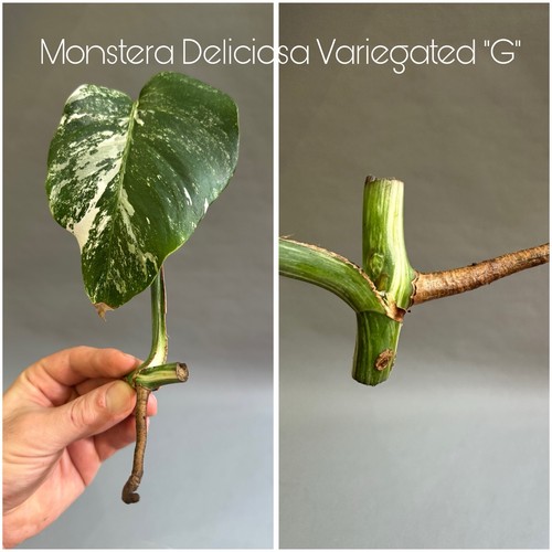 Monstera deliciosa albo - monstera,