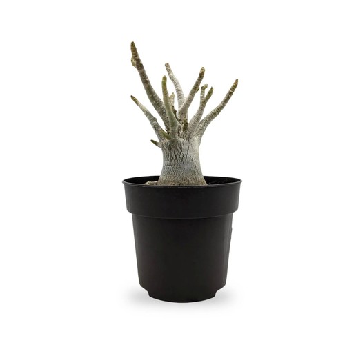 Adenium ansu baobab - adenium,