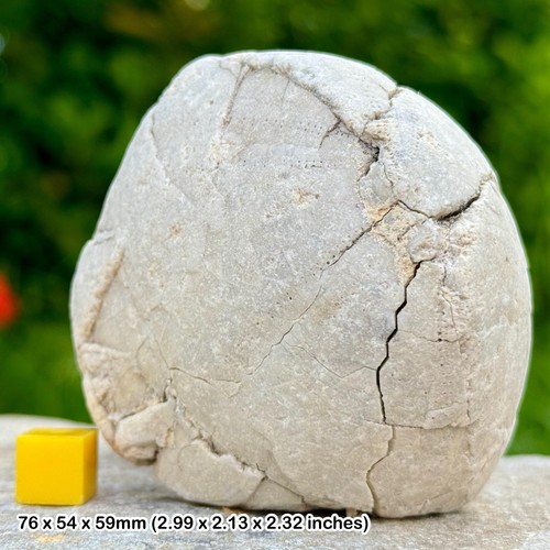 Rare echinocorys fossil - rare,