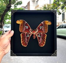 Real Framed Atlas Moth Wall