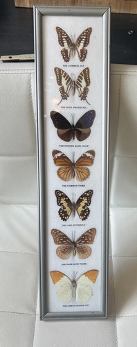 Vintage taxidermy butterfly - vintage,