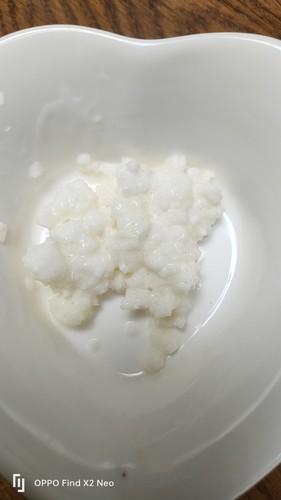 Live organic kefir grains - live,
