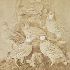 Birds Stereoview c1880 Quail