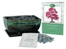 Grow Your Own Bonsai Set - Sweet Gum Tree Kit Gift Set 