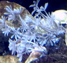 Live Coral Pulsing Xenia 1