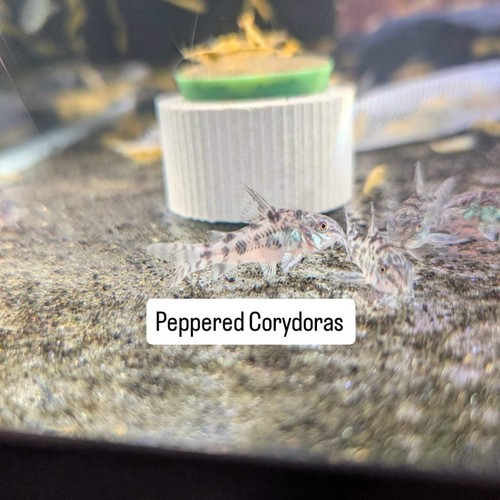 Peppered corydoras live - 1x,
