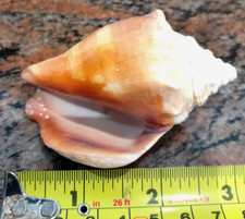 strombus alatus florida fighting conchwarm water sea snail 3inches or 7.5cm