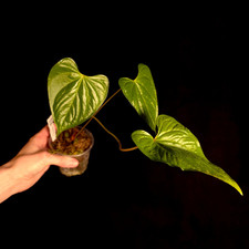 Anthurium longistrorsum cf/No
