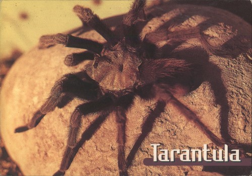 Willis peterson tarantula - willis,