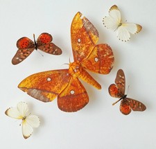 Butterfly moth collection - butterfly,