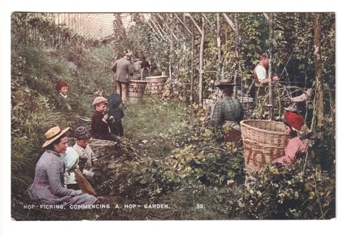 Hop picking commencing - commencing, a