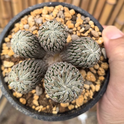 6cm succulent cactus plant - succulent,