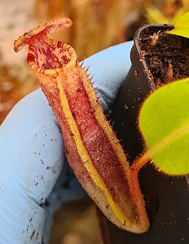 Nepenthes clipeata lowii - clipeata, x