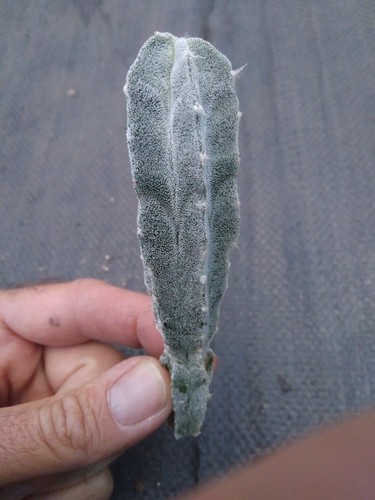 Astrophytum collumnare cactus - collumnare,,